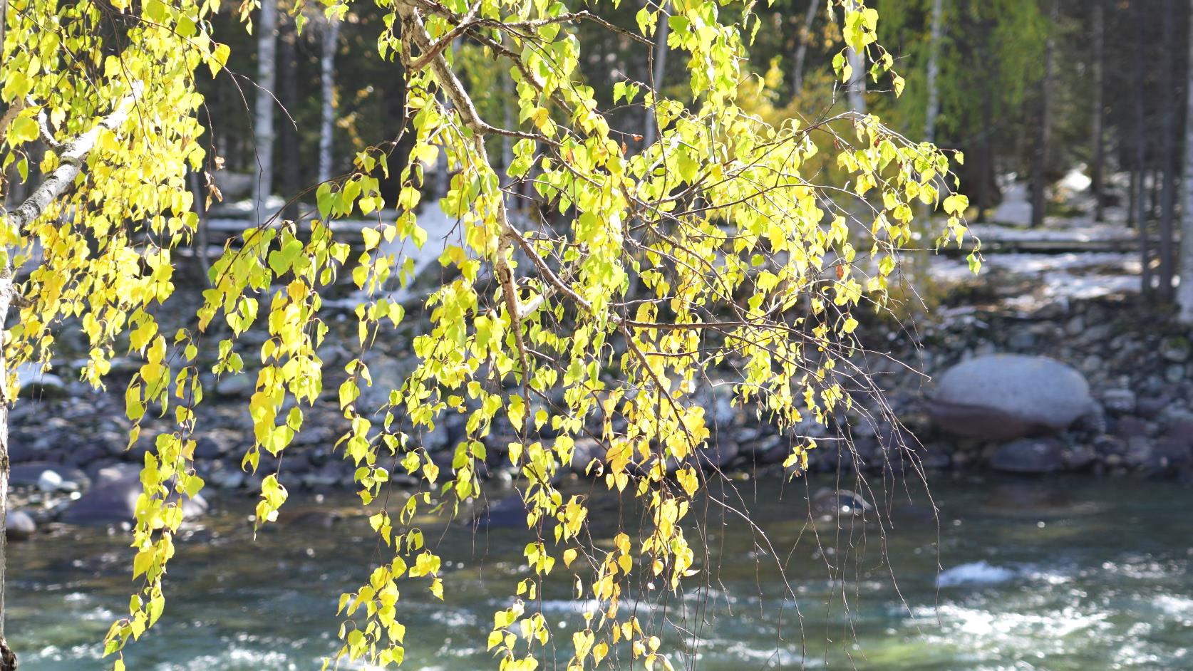 1月賽里木湖游多少錢_賽里木湖一日游多少錢