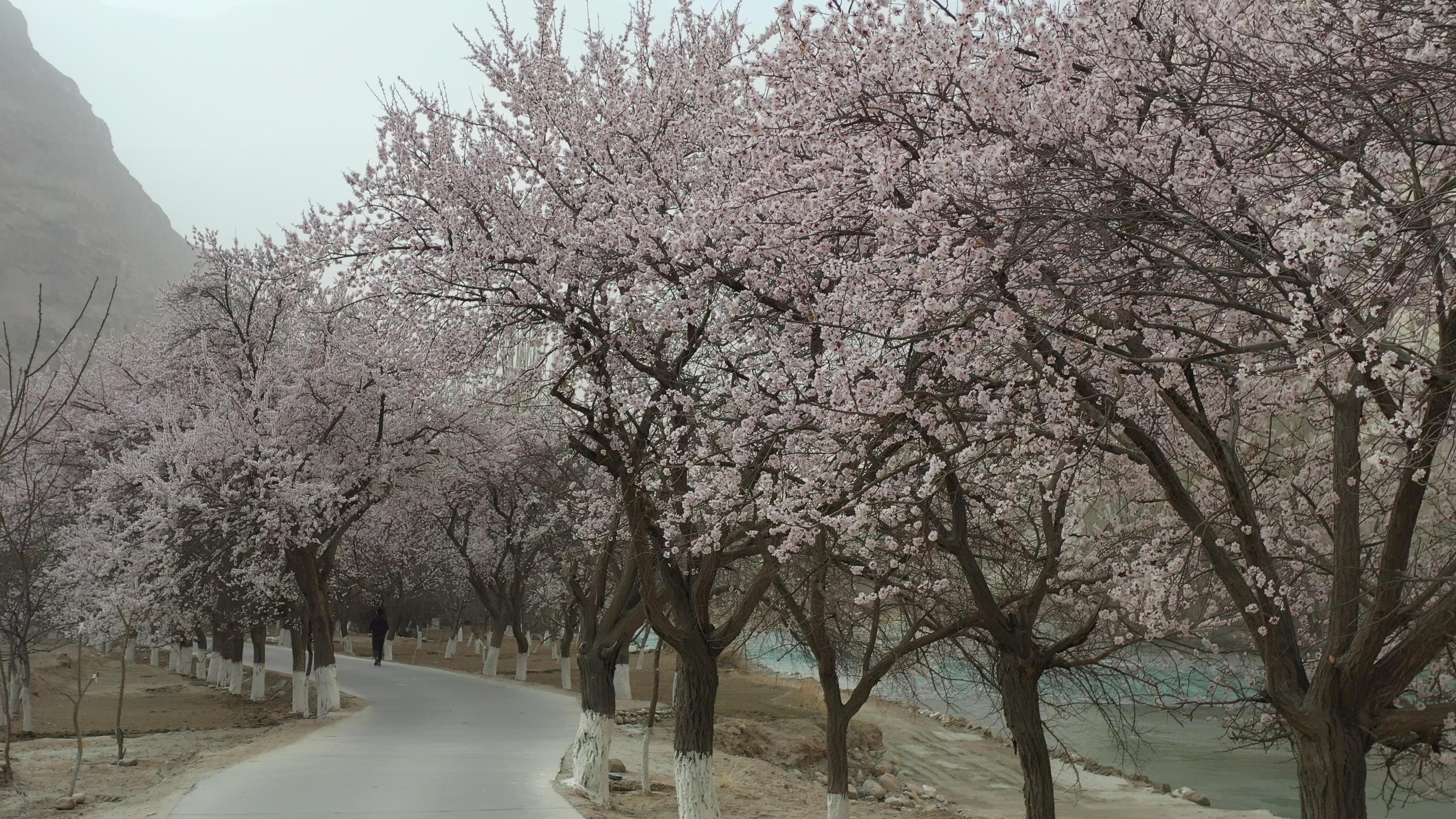 去新疆北疆旅游旅游團多少錢_新疆北部旅游要多少錢