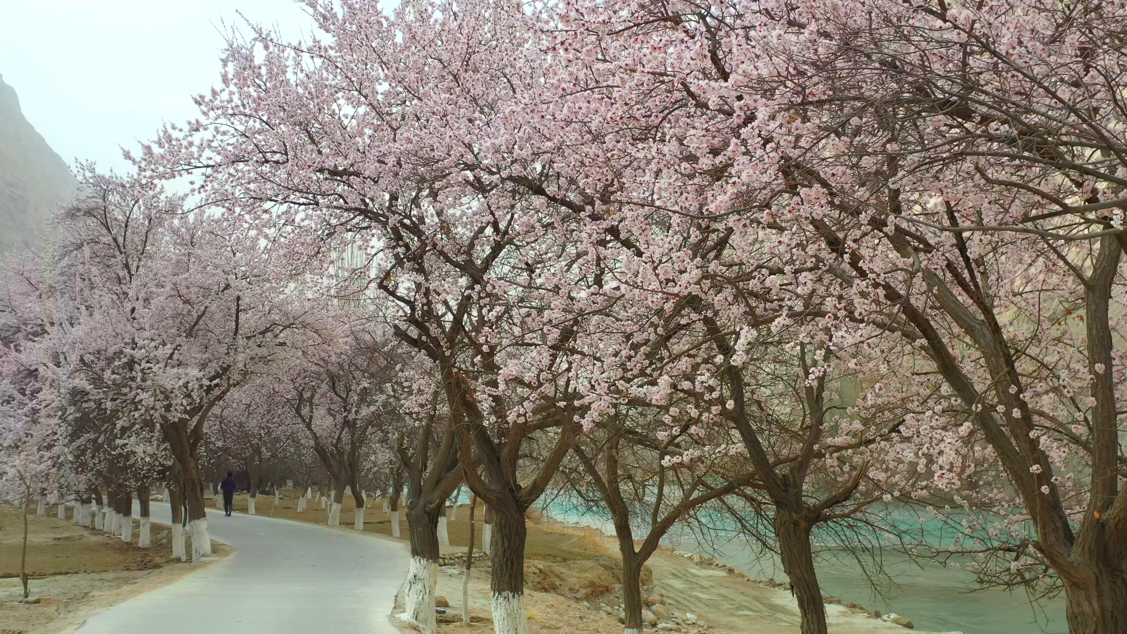 賽里木湖旅游一月報價_賽里木湖旅游價格