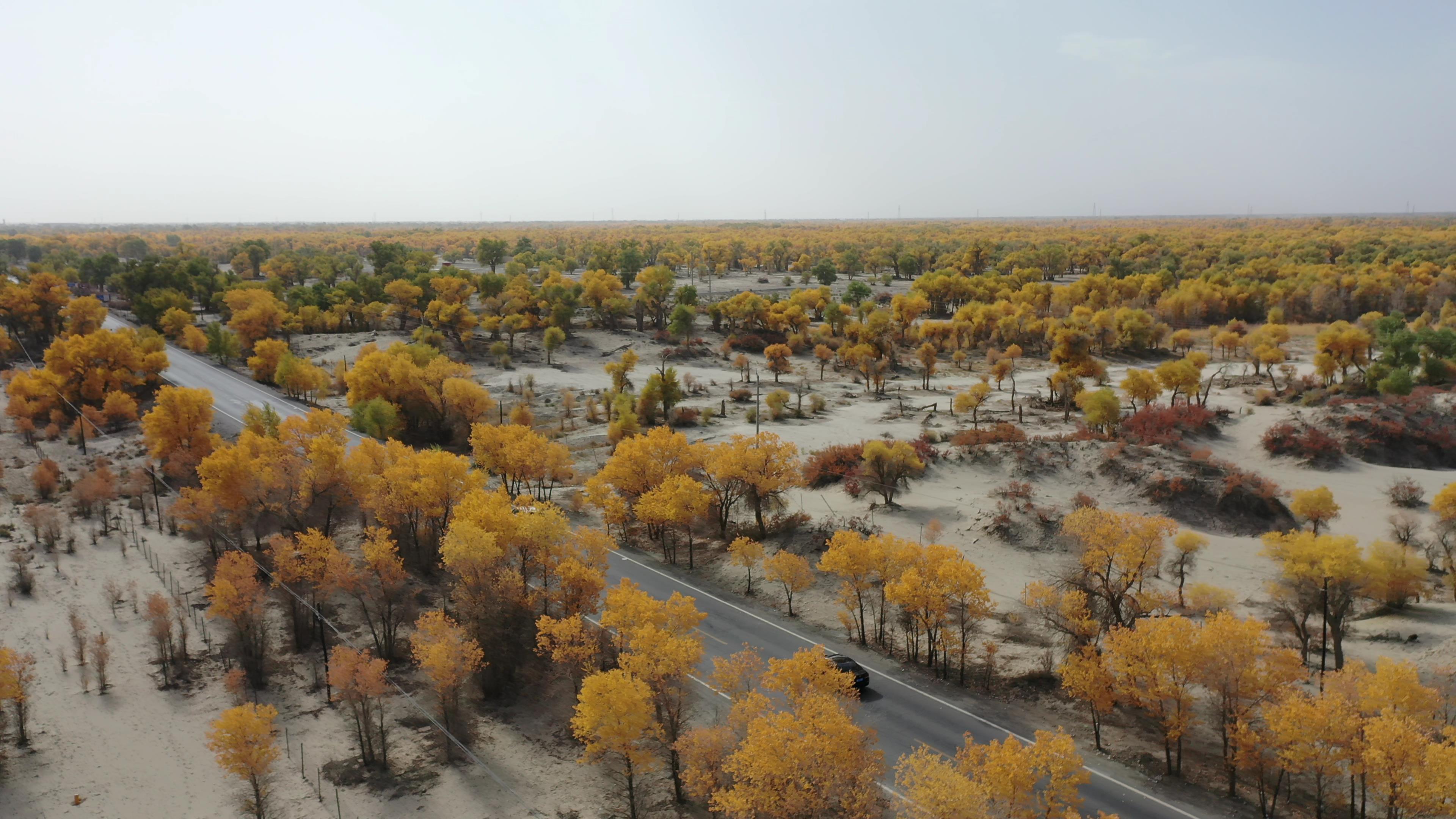 去伊犁跟團旅游報價_去伊犁跟團旅游報價多少