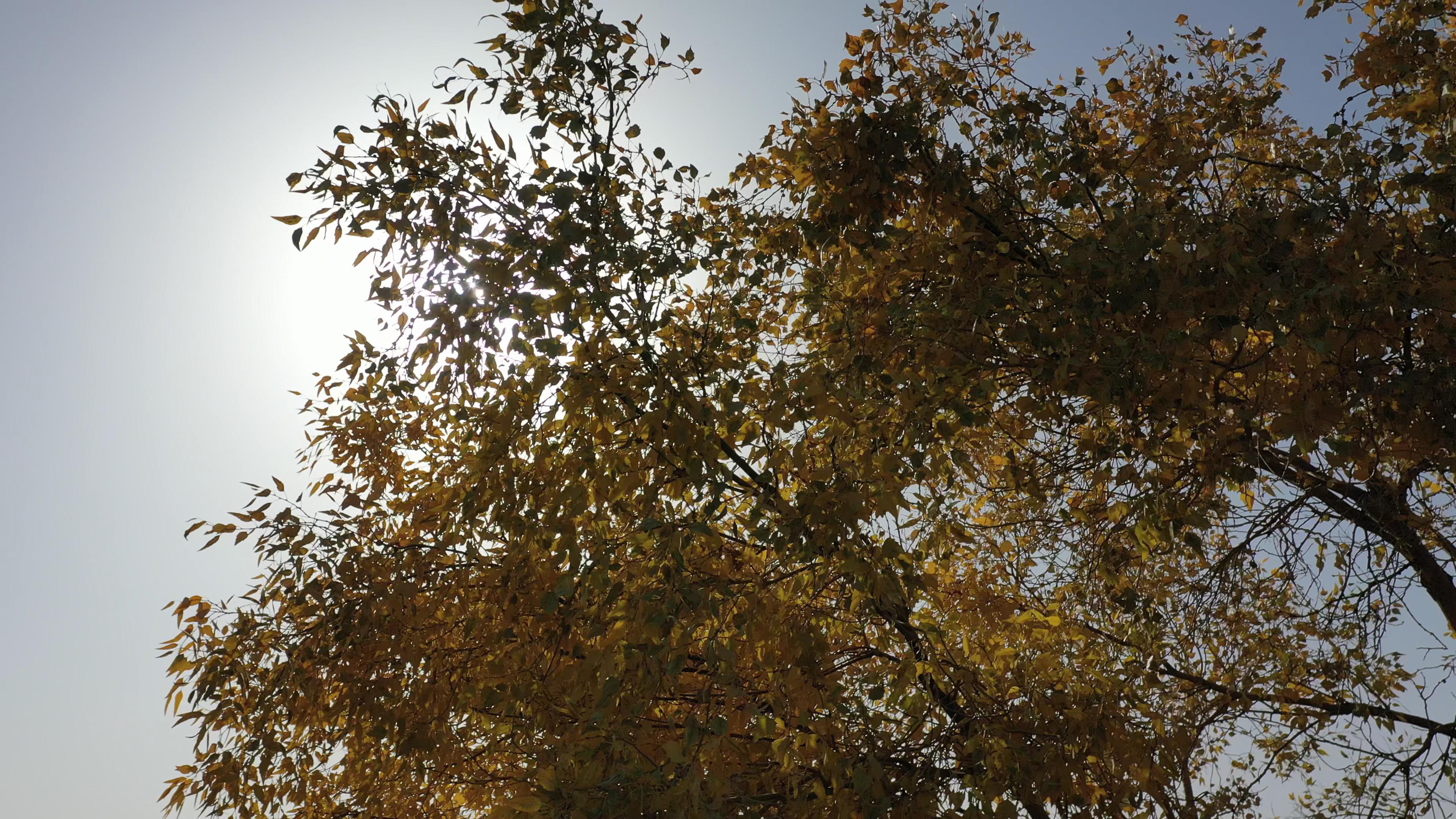 從烏魯木齊出發到伊犁旅游參團_從烏魯木齊出發到伊犁旅游參團要多少錢