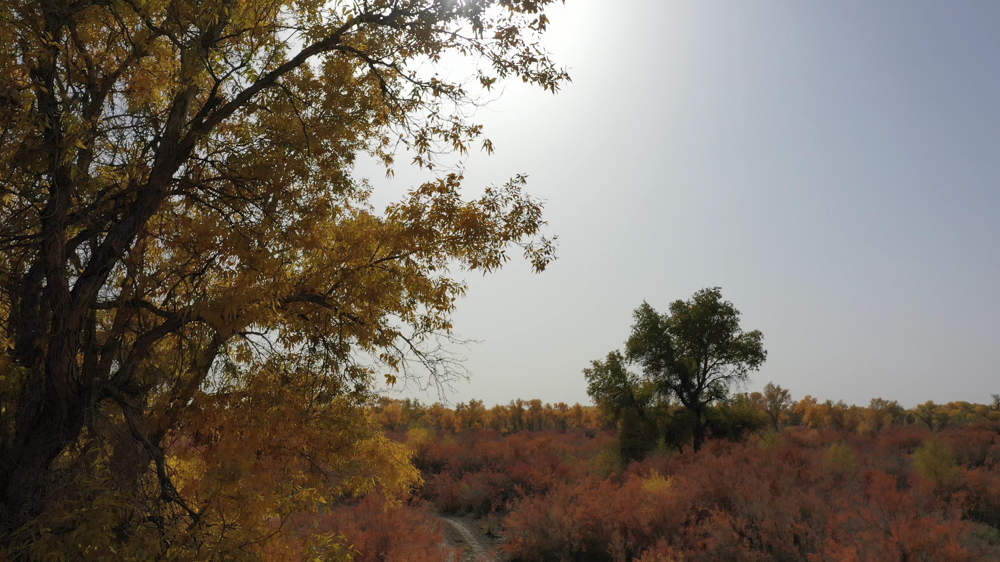 喀納斯的旅行團價格_喀納斯的旅行團價格多少