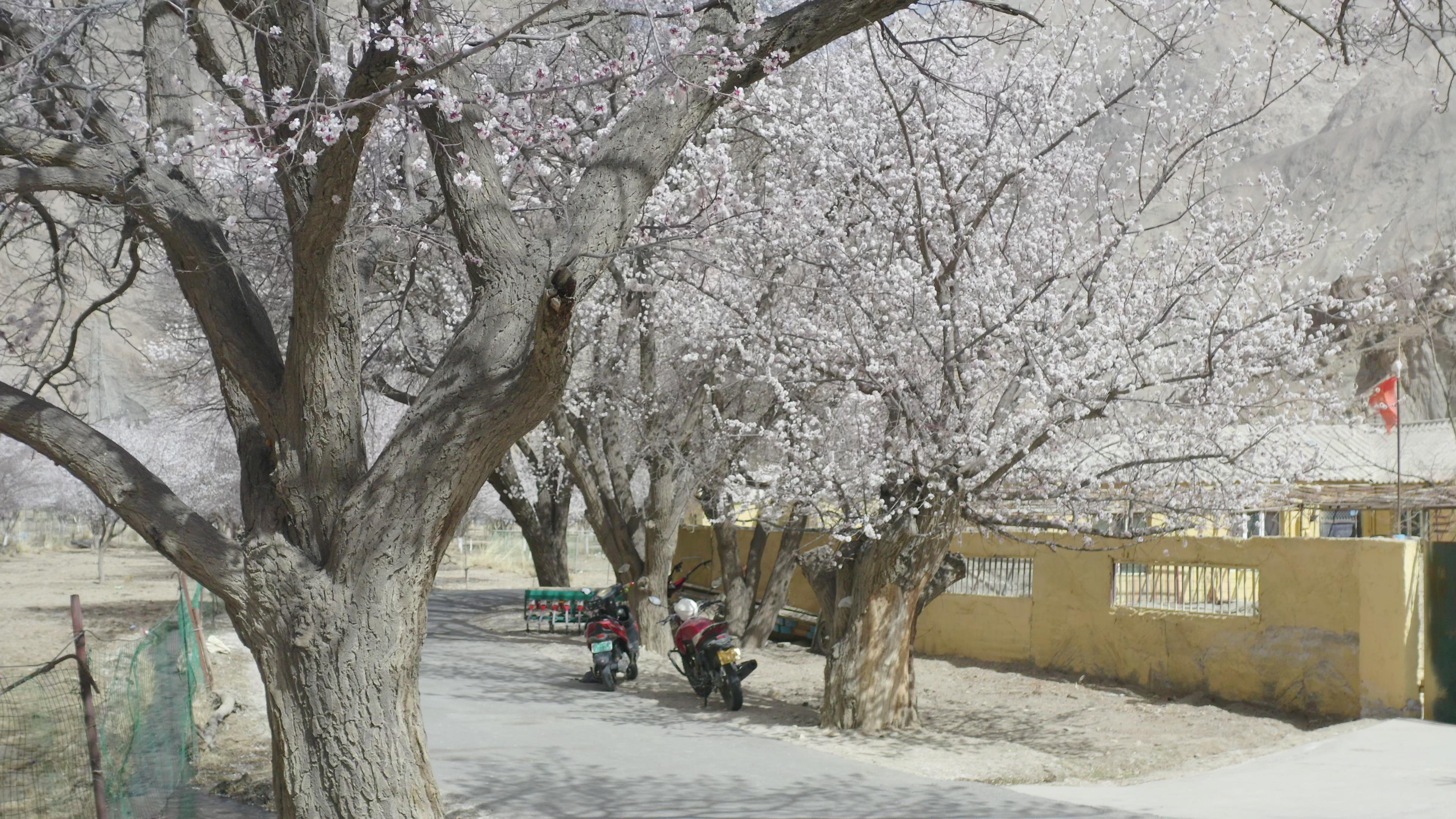 承德去新疆拼團旅游_承德去新疆拼團旅游多少錢