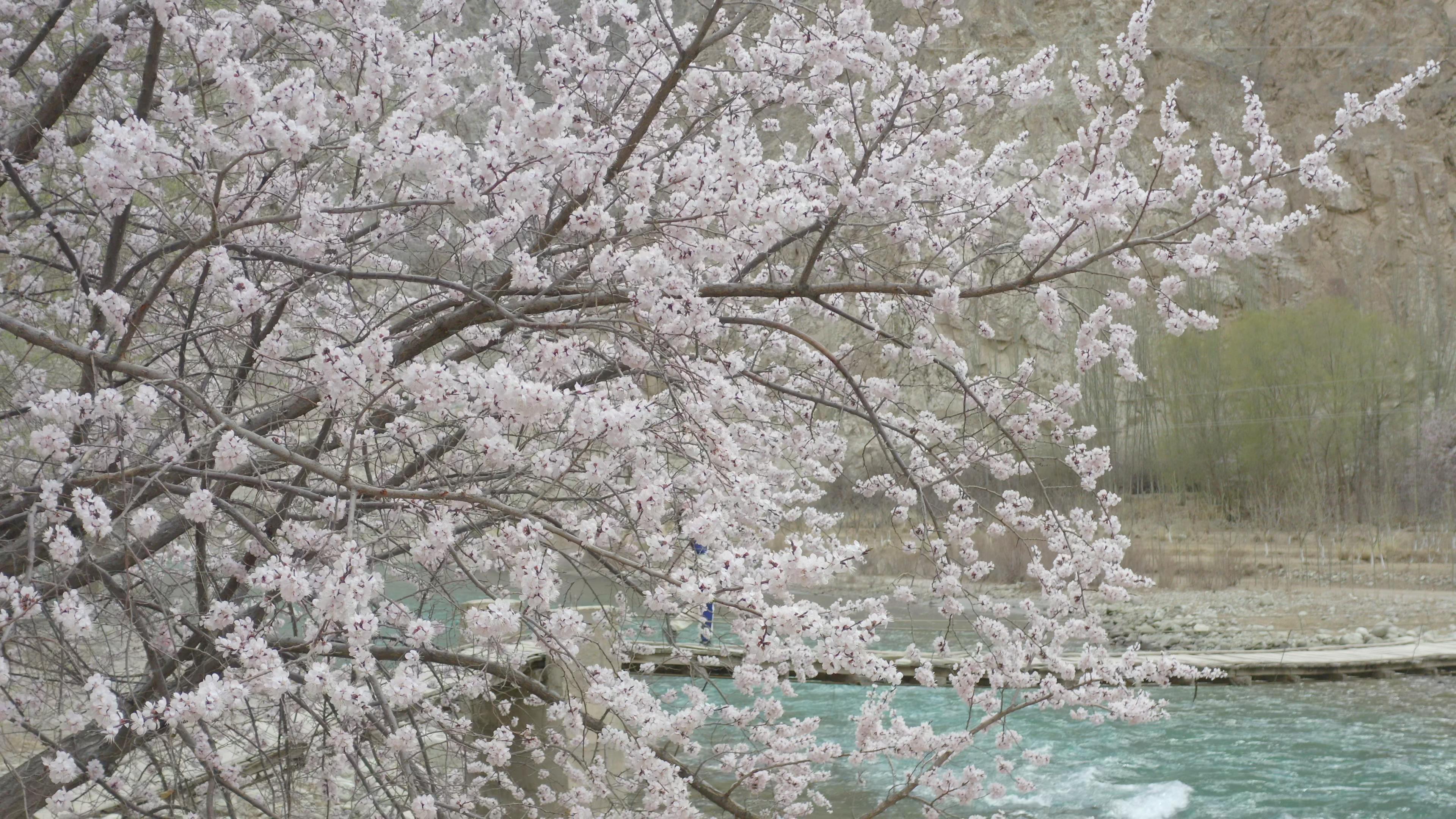 4月份新疆旅游團_4月份新疆旅游團開放嗎