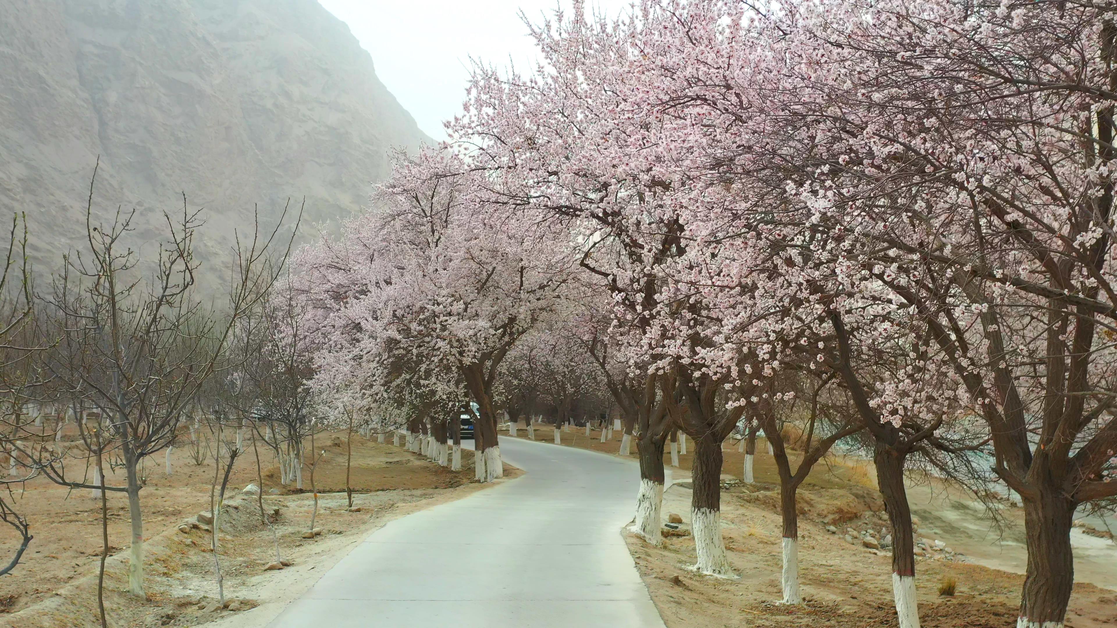 4月份去新疆北疆旅游多少錢_新疆北部旅游要多少錢