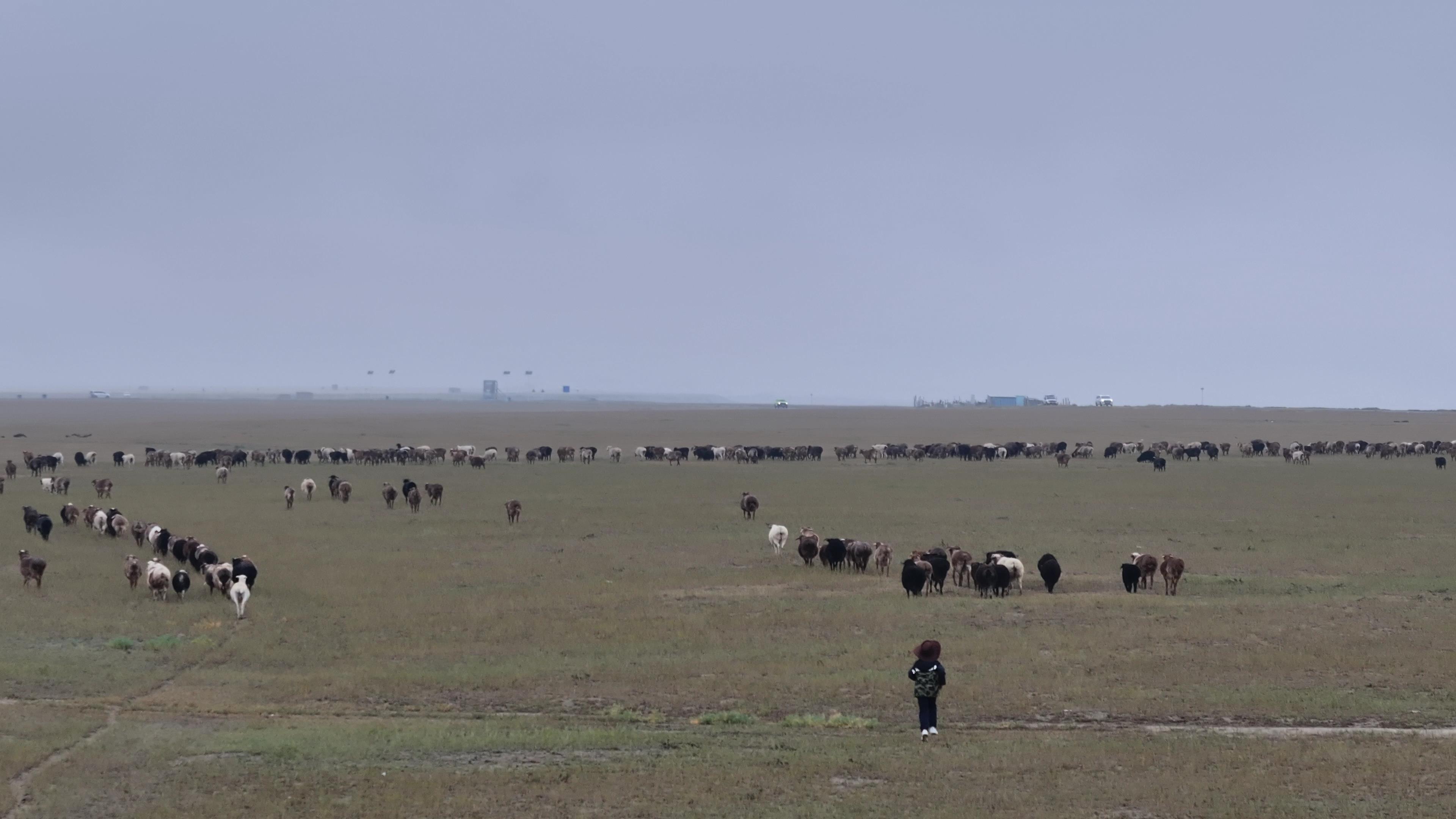 去伊犁旅游旅游團多少錢_去伊犁旅游旅游團多少錢一天