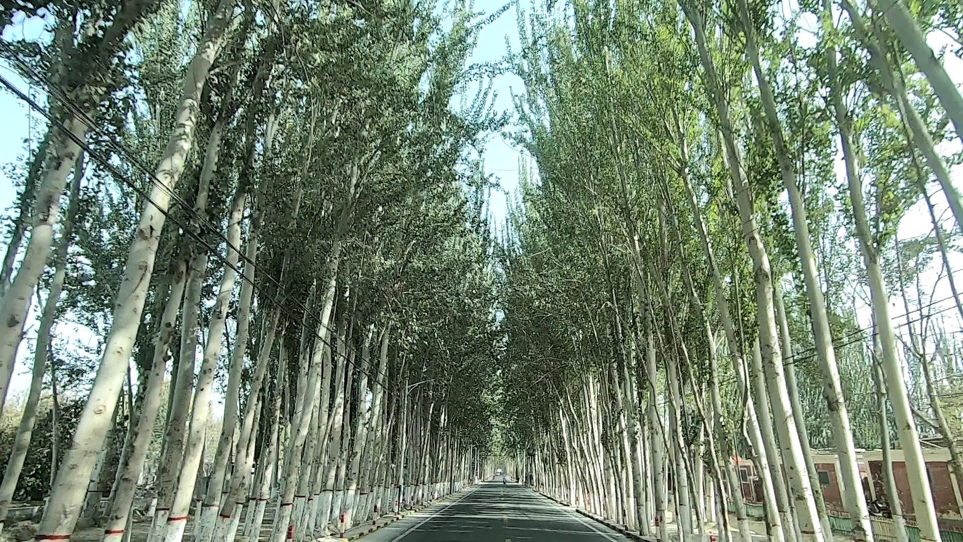 伊犁本地旅游團多少錢_伊犁本地旅游團多少錢一天