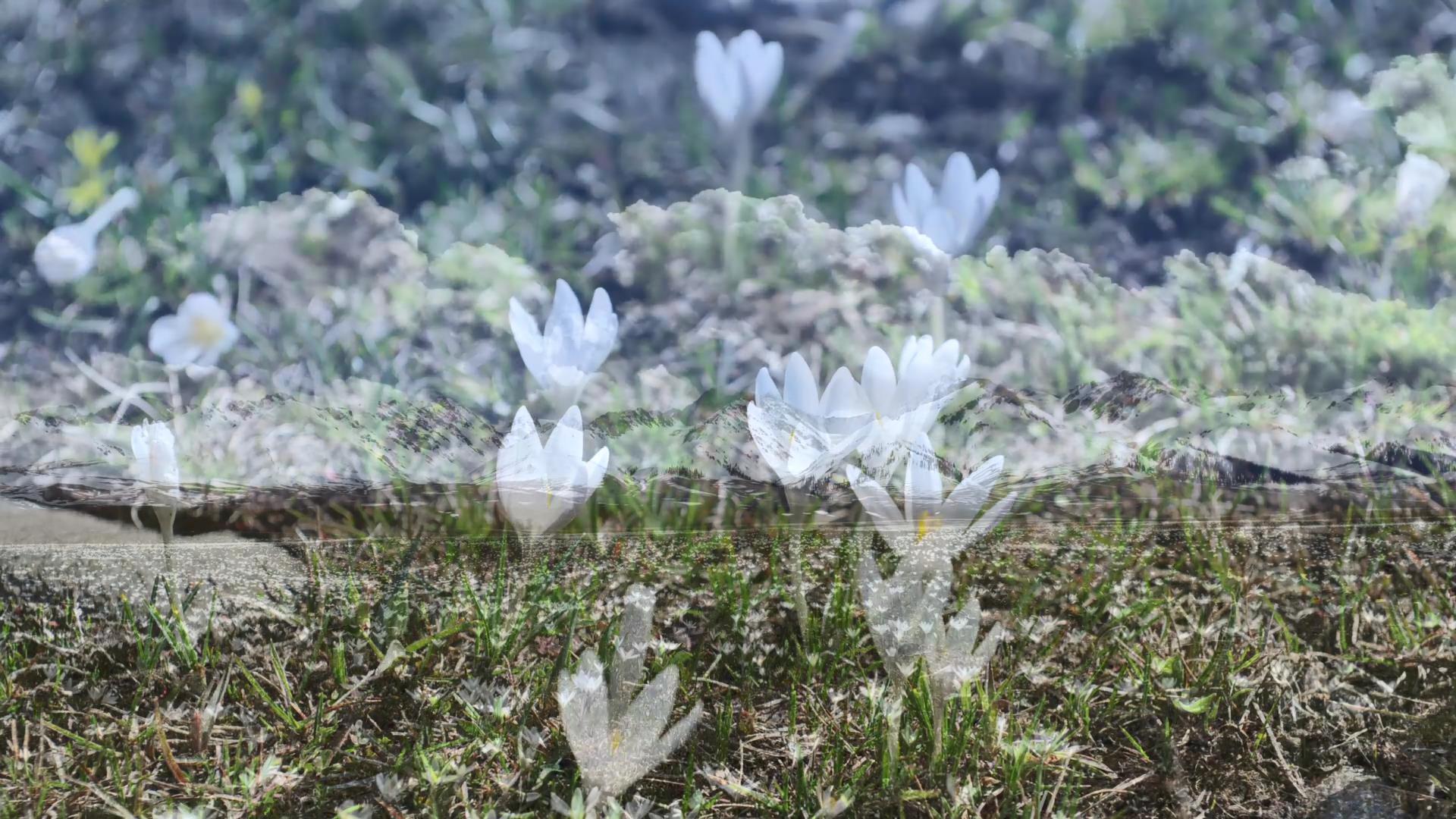 旅行社去那拉提價格_旅行社去那拉提價格是多少